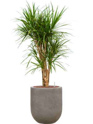 Dracaena marginata en Baq Nucast