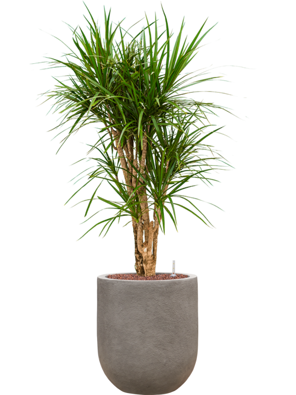 Dracaena marginata en Baq Nucast
