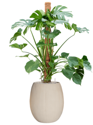 Monstera deliciosa en Baq Polystone Coated Plain