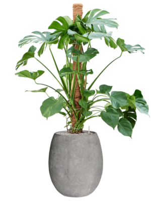 Monstera deliciosa en Baq Polystone Coated Plain