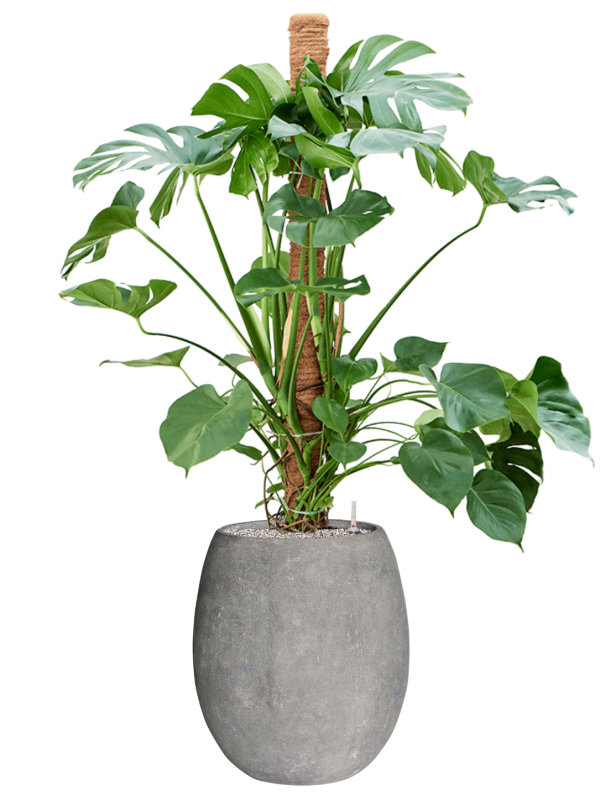 Monstera deliciosa en Baq Polystone Coated Plain