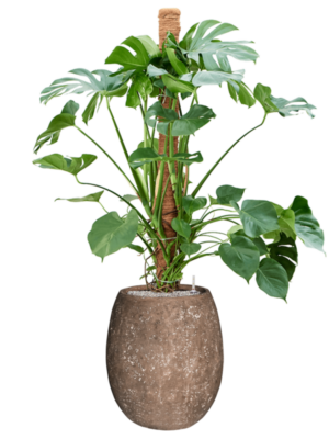 Monstera deliciosa en Baq Polystone Coated Plain