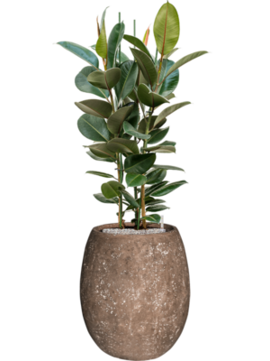 Ficus elastica 'Robusta' en Baq Polystone Coated Plain