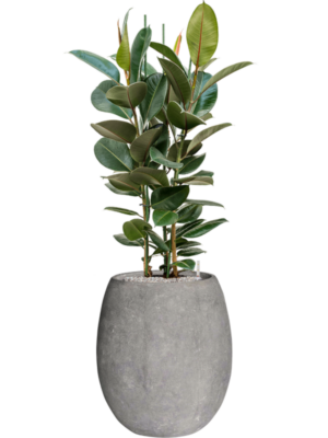 Ficus elastica 'Robusta' en Baq Polystone Coated Plain
