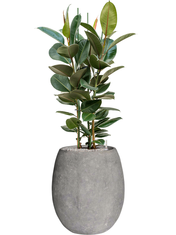 Ficus elastica 'Robusta' en Baq Polystone Coated Plain