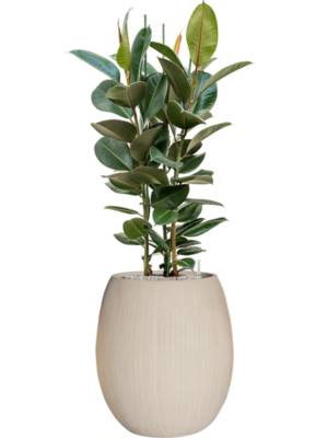 Ficus elastica 'Robusta' en Baq Polystone Coated Plain