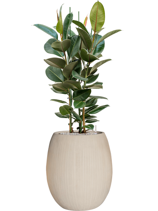 Ficus elastica 'Robusta' en Baq Polystone Coated Plain