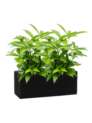 Dracaena surculosa en Fiberstone