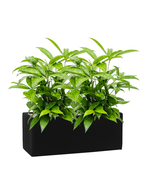 Dracaena surculosa en Fiberstone, Pottery Pots