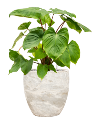Homalomena rubescens 'Maggy en Baq Algar