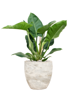 Philodendron 'Imperial Green' en Baq Algar