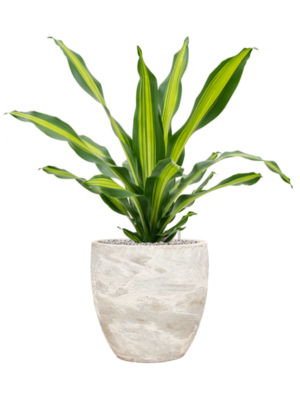 Dracaena fragrans 'Burley' en Baq Algar