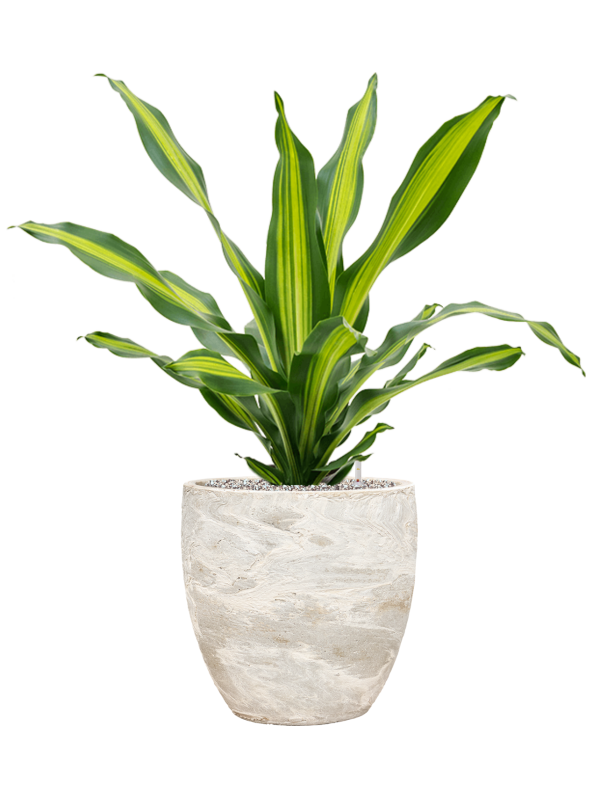 Dracaena fragrans 'Burley' en Baq Algar