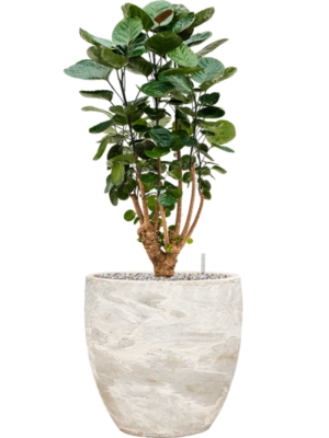 Aralia (Polyscias) 'Fabian' en Baq Algar
