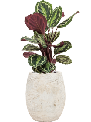 Calathea 'Medallion' en Baq Algar