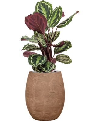 Calathea 'Medallion' en Baq Algar