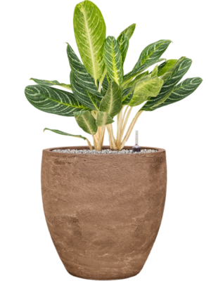 Aglaonema 'Key Lime' en Baq Algar