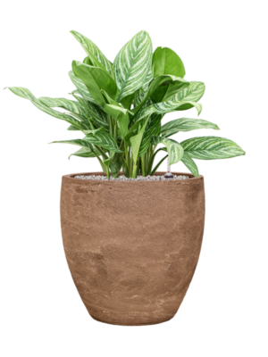 Aglaonema 'Stripes' en Baq Algar