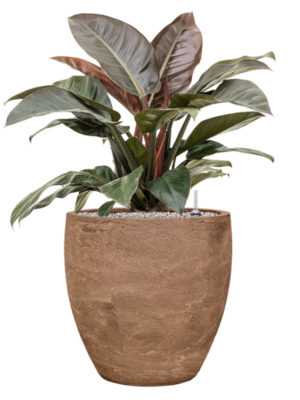 Philodendron `Imperial Red' en Baq Algar