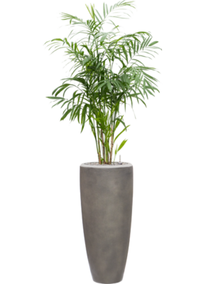 Chamaedorea seifrizii en Baq Nucast