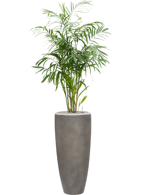 Chamaedorea seifrizii en Baq Nucast