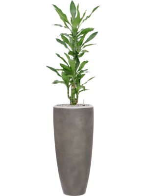 Dracaena fragrans 'Burundii' en Baq Nucast