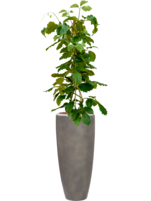 Tetrastigma voinierianum en Baq Nucast