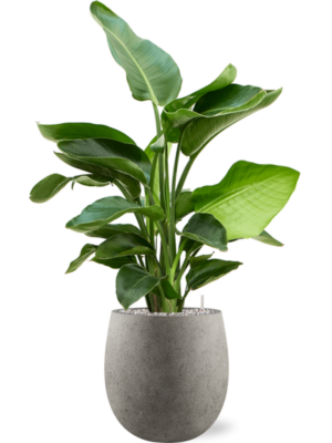 Strelitzia nicolai (60-90) en Grigio