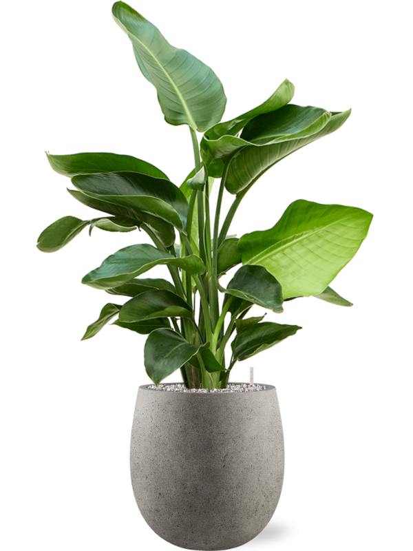 Strelitzia nicolai (60-90) en Grigio, Luca Lifestyle