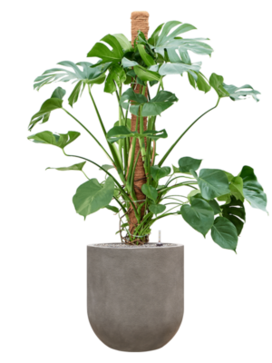 Monstera deliciosa en Baq Nucast