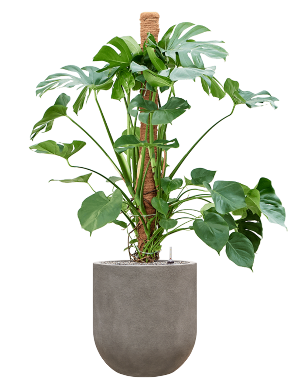 Monstera deliciosa en Baq Nucast