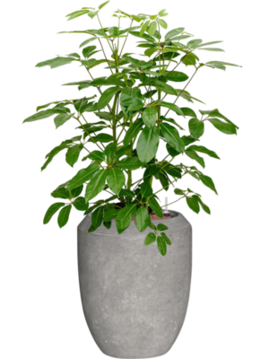 Schefflera actinophylla 'Amate' Baq Polystone Coated Plain