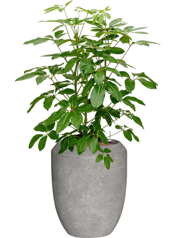 Schefflera actinophylla 'Amate' Baq Polystone Coated Plain