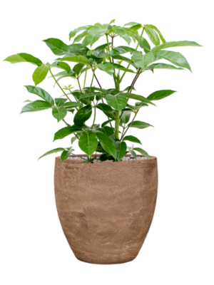 Schefflera actinophylla 'Amate' en Baq Algar
