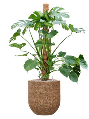 Monstera deliciosa en Baq Naturescast