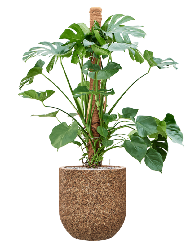 Monstera deliciosa en Baq Naturescast
