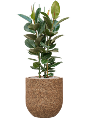 Ficus elastica 'Robusta' en Baq Naturescast