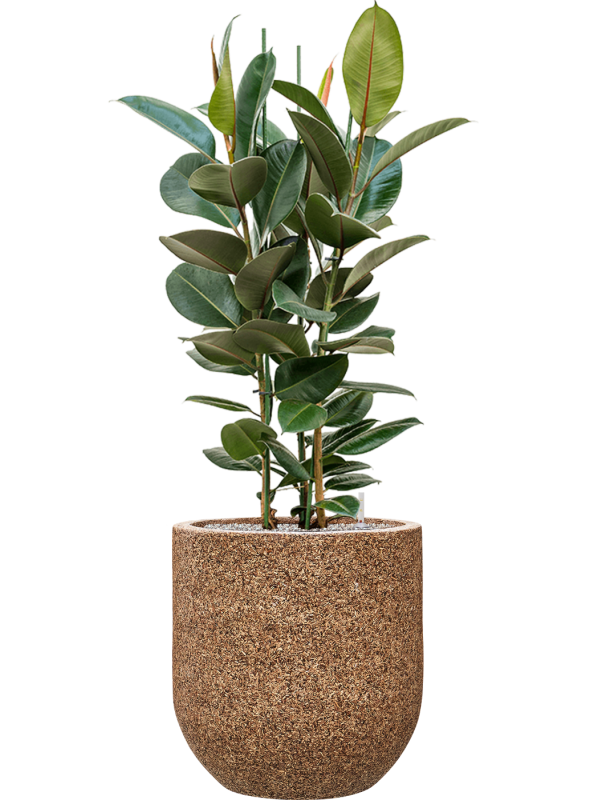 Ficus elastica 'Robusta' en Baq Naturescast