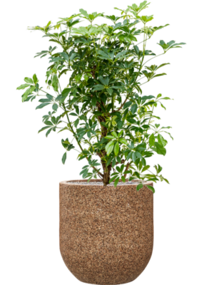 Schefflera arboricola 'Compacta' en Baq Naturescast