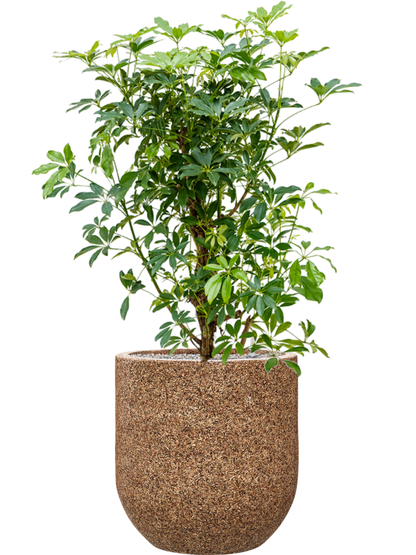 Schefflera arboricola 'Compacta' en Baq Naturescast