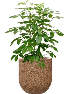 Schefflera actinophylla 'Amate' en Baq Naturescast