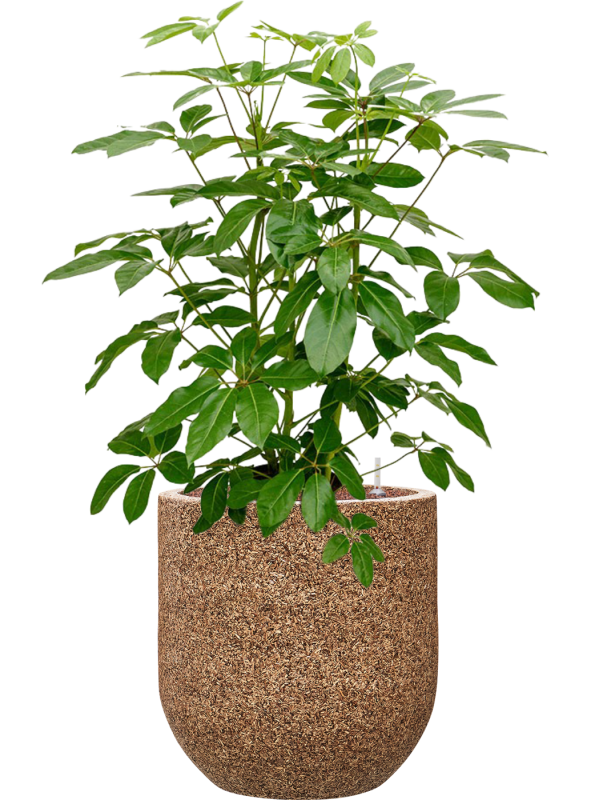 Schefflera actinophylla 'Amate' en Baq Naturescast