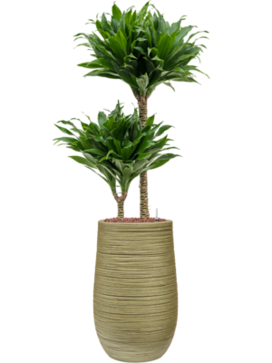 Dracaena fragrans 'Compacta' en Baq Dune