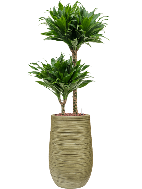 Dracaena fragrans 'Compacta' en Baq Dune