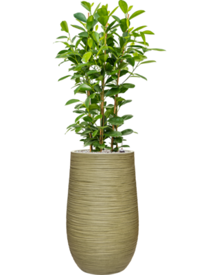Ficus microcarpa 'Moclame' en Baq Dune