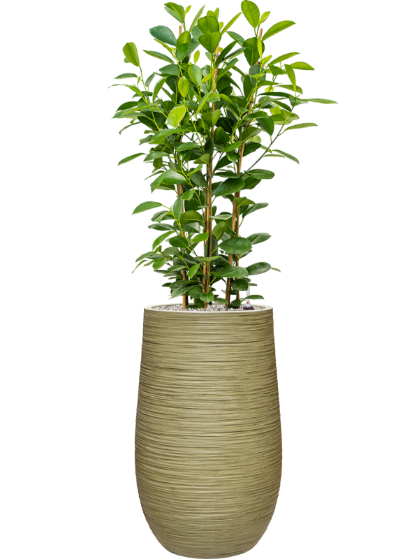 Ficus microcarpa 'Moclame' en Baq Dune