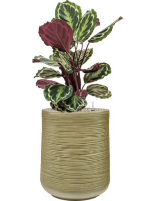 Calathea 'Medallion' en Baq Dune