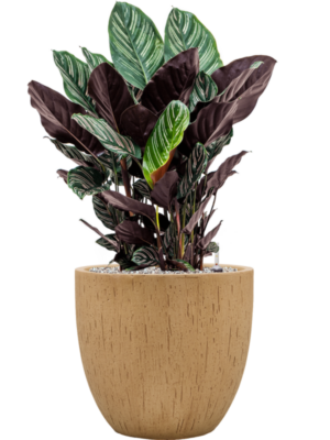 Calathea sanderiana en Baq Raindrop