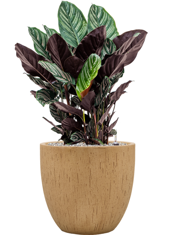 Calathea sanderiana en Baq Raindrop