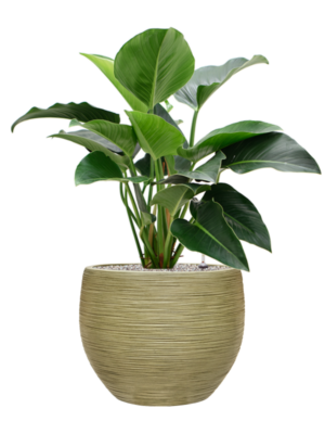 Philodendron 'Green Beauty' en Baq Dune